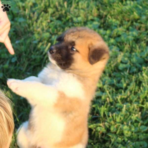 Cooper, Akita Puppy
